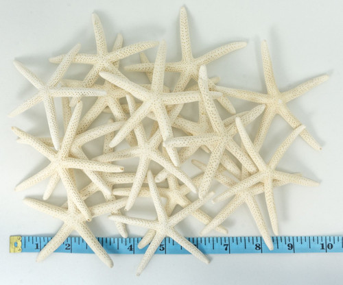 18 White Finger Starfish top view with measurements 