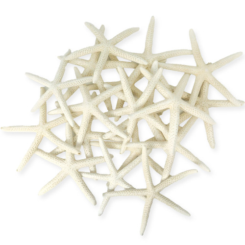 Starfish 18 White Finger Starfish 3" to 4" Starfish for Crafts and Decor 