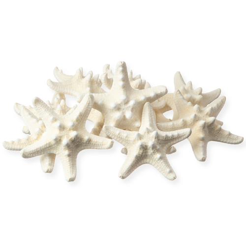 Knobby StarFish White 2" to 3 1/2" (Set of 12)