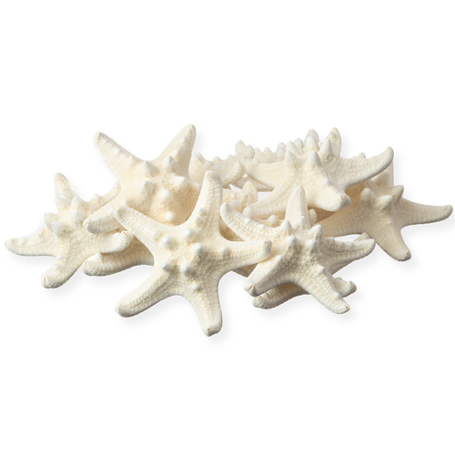 Starfish 12 Knobby White Starfish 1 1/4" to 2 1/4" Starfish for Crafts and Decor