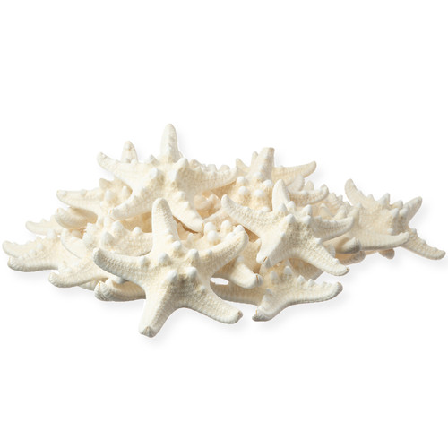 Starfish 24 Knobby White Starfish 1 1/4" to 2 1/4" Starfish for Crafts and Decor