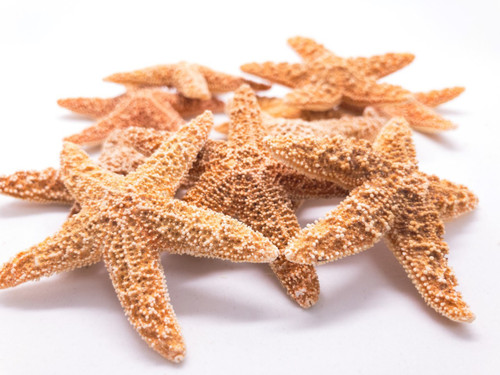 Nautical Crush Trading - Starfish for Crafts - White Starfish Wall dcor - Beach Starfish dcor - 10 Pack Assorted Star Fish 2-6 inch