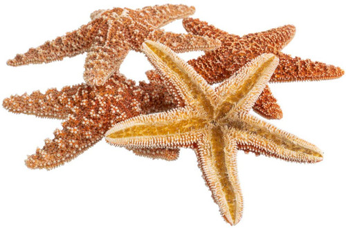 5 Brown Sugar Starfish Side view zoomed in 