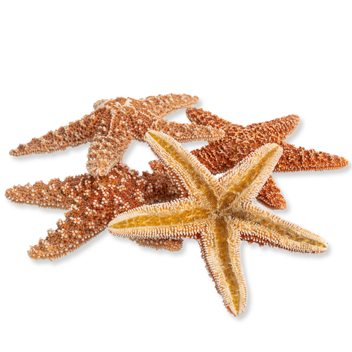 Starfish 5 Brown Sugar Starfish 4" to 5" Starfish for Crafts and Decor