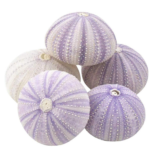 Sea Urchin 5 Purple Sea Urchin Shells 1.5"-2.5" for Crafts and Decor
