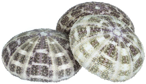  3 Large Alphonse Sea Urchin side view 