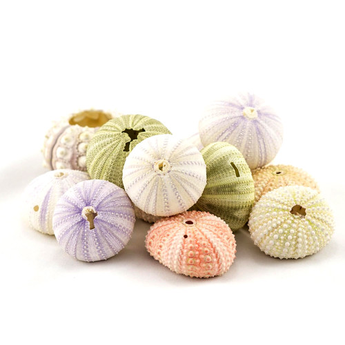 Sea Urchins 12 Assortment of Imperfect Sea Urchin Shells for Crafts and Decor