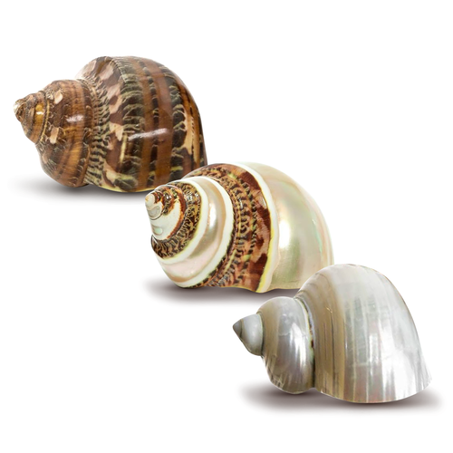 Hermit Crab Shells 1 Brown, 1 Banded, and 1 White Pearlized Turbo Shells 1.75"-2" Opening Size Approx. 1" Hermit Crab House for Décor