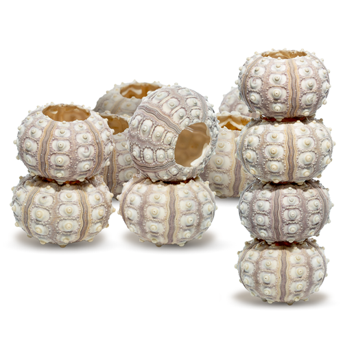 Sea Urchin 12 Purple Sputnik Sea Urchin Shells 2-3in for Craft and Decor 