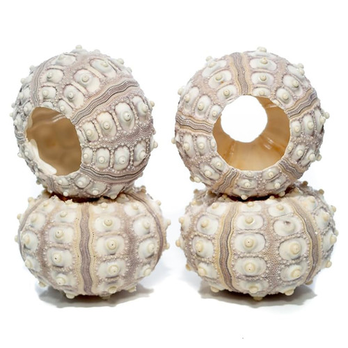 Sea Urchin 4 Purple Sputnik Sea Urchin Shells 2-3" for Craft and Decor
