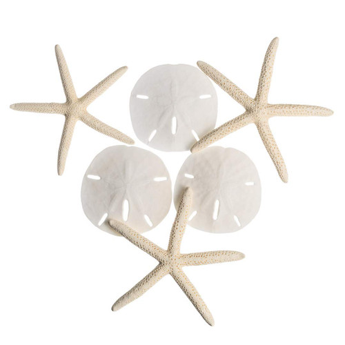 White Finger Starfish Sand Dollar Collection top view 