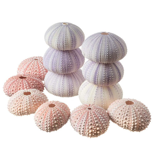 Sea Urchins 6 Pink Sea Urchin Shell & 6 Purple Sea Urchin Shell for Craft and Decor