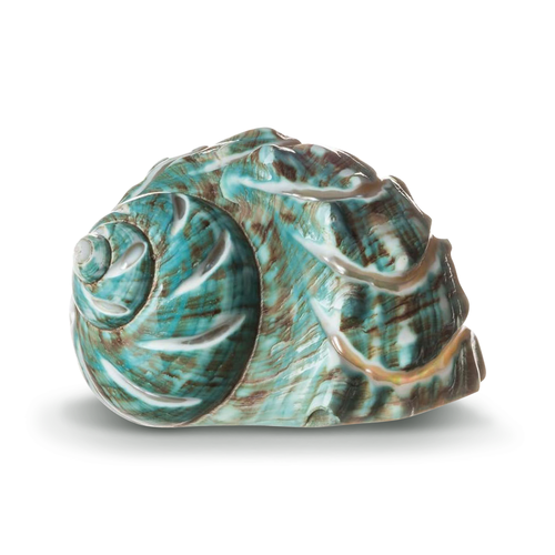 Polished Jade Green Turbo Shell | 3.5" - 4" | 1 Piece (Spiral Stripes)