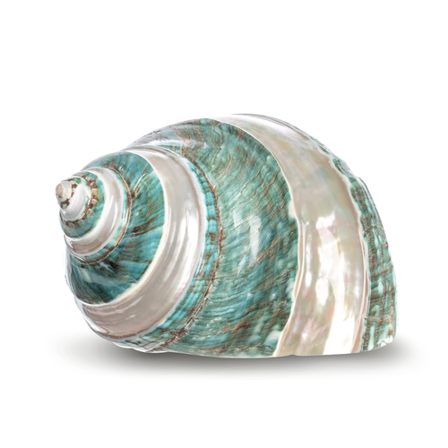 Polished Jade Green Turbo Shell | 3.5" - 4" | 1 Piece (Banded Stripes)
