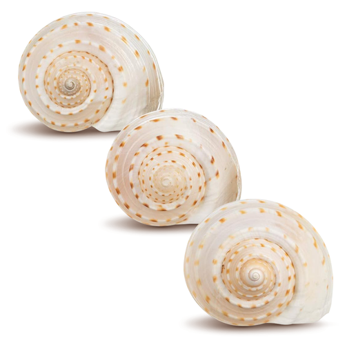 Hermit Crab Shells | Turbo Shells | 3 Spotted Tonna Shells 3.5"- 4.5" | Hermit Crab House for Décor