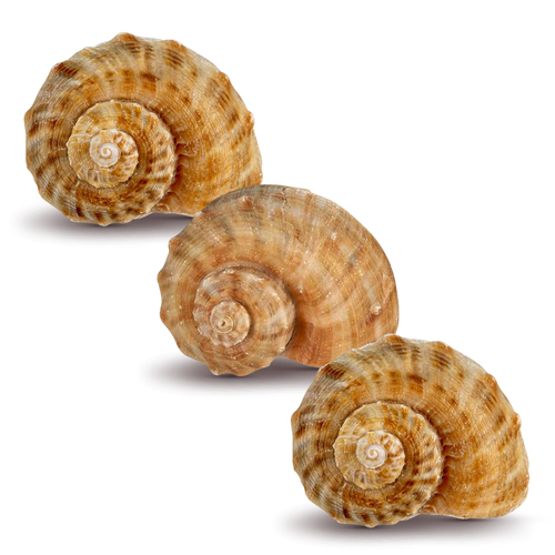 Hermit Crab Shells 3 Rapana Shells 2"- 3" Hermit Crab House for Décor