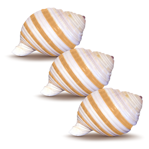 Hermit Crab Shells | Turbo Shells | 3 Banded Tonna Shells 3"- 3.5" | Hermit Crab House for Décor
