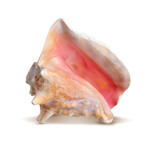 Conch Shell Horn 1 Conch Shell Horn Seashell 6-7" for Home and Decor