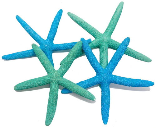 Finger Starfish | 4 Painted Blue and Green Finger Starfish 4"-6"