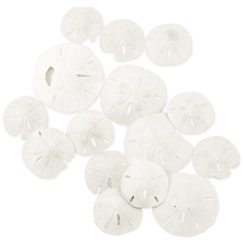 Sand Dollar | 2"-3 1/4" Imperfect Sand Dollars | 15 Defective Real Sand Dollars | Sand Dollars for Crafts