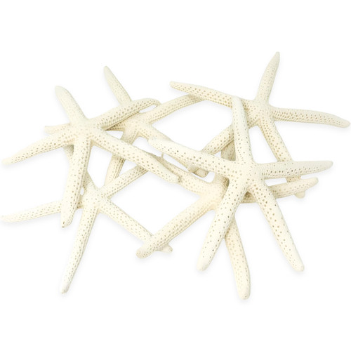 Starfish 15 Medium White Finger (Pencil) Star Fish 4-6" Starfish for Crafts and Decor 