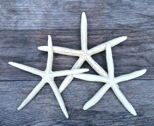 12 Uniquely Shaped Assortment Blue Green White Finger Starfish 2-5 Starfish  for Crafts and Décor - Nautical Crush Trading