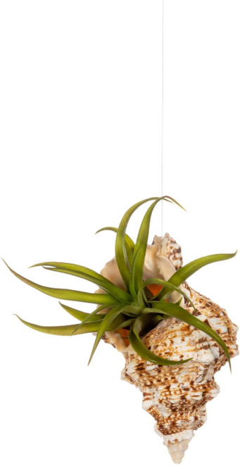  Frog Seashell and Live Air plant side view 