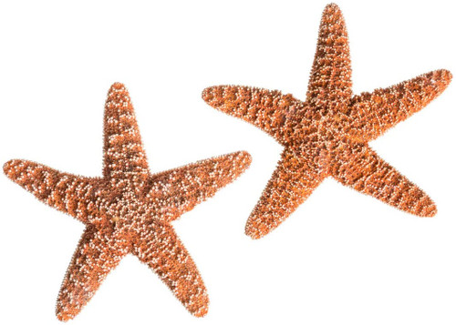 Large Brown Sugar Starfish top view 