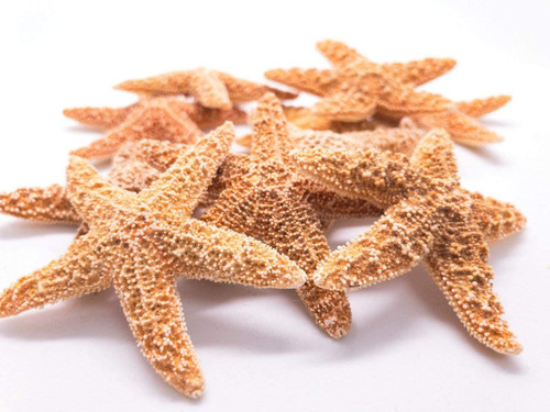 10 Brown Sugar Starfish front view zoomed in 