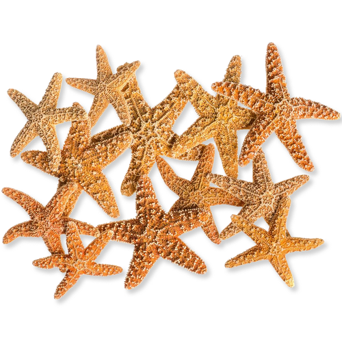 Starfish 12 Brown Sugar Starfish 2"-3" for Crafts and Decor 