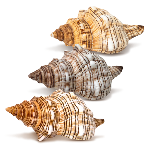 Striped Fox Seashell 3 Striped Fox Conch Seashells 4-5" 3 piece Set for Display or Decor