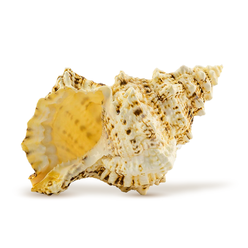 Frog Shell Seashell 1 Frog Shell Seashells 4"-5" 1 piece Set for Display or Decor 