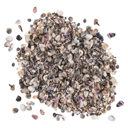 Tiny Miniature Fairy Garden Seashell Assorted Mix 1,500+ Tiny Small Seashells for Craft and Decoration 16oz 