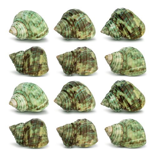 Hermit Crab Shells 12 Green Stenuous Turbo Shells Opening Size 0.5" - 1" Hermit Crab House for Décor