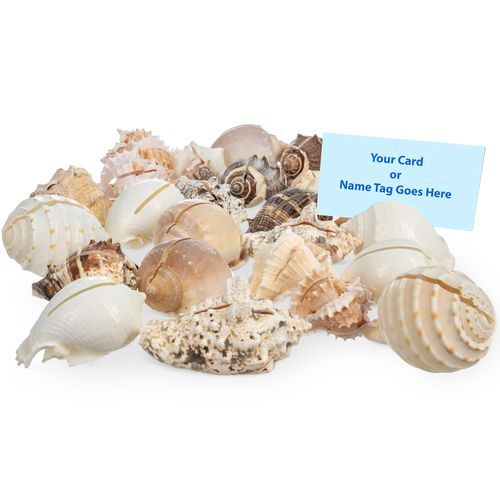 Seashell Place card Holder 50 Set of Cut Shells for Beach Wedding Place Cards Shells for Event Table Decor