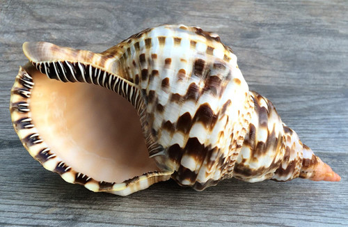 Triton Seashell opening view Triton Seashell opening view