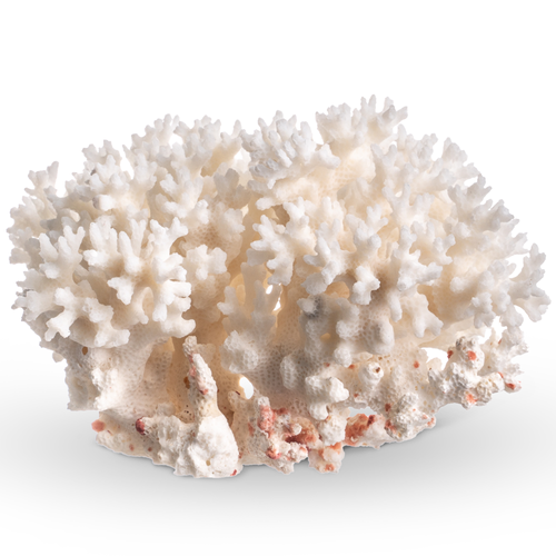 White Sea Coral 1 Lace Coral Pocillopora Damicornis for Home Décor