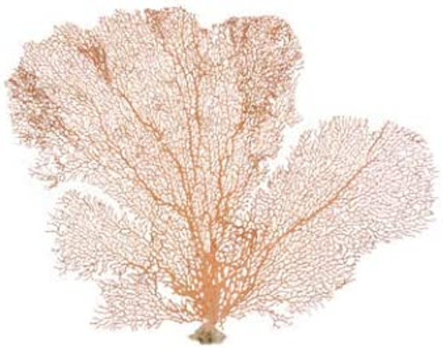 Orange Coral Sea Fan 