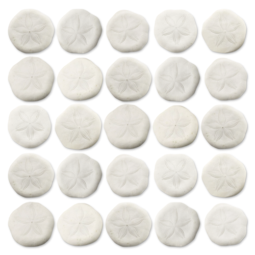 Sea Biscuits 25 Real Sea Biscuits 1" - 1 1/2" Sand Sea Biscuit for Crafts and Decor