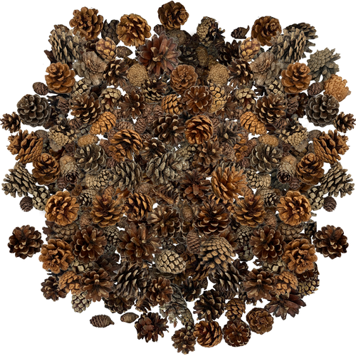Cinnamon Pine Cones Scented - 2lb Pack Small Cinnamon Pinecones Decor - Rustic Christmas Decor - Mini Pinecones for Crafts - Small Pinecones - Pine Cone Ornaments - Small Pinecones for Crafts
