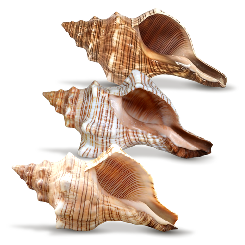 Striped Fox Sea Shell | 3 Striped Fox Conch Sea Shells | 3-4" Collector Shell |3 piece Set for Display or Decor | Plus Free Nautical Ebook by Joseph Rains