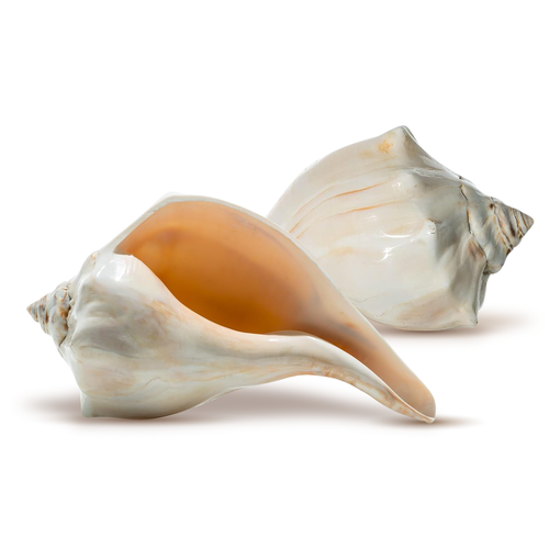 Nautical Crush Trading Conch Shell Decor - Seashell Decor - 6-7" Large Sriped Fox Sea Shell - Shells for Decoration - Large Seashells for Crafts - Magic Conch Shell Room Decor
