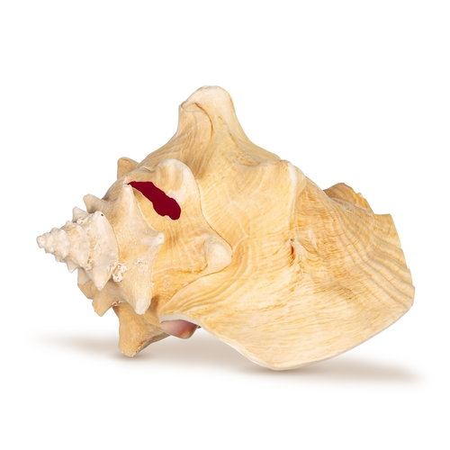 Conch Shell Decor - Seashell Decor - Imperfect 5-6" Large Sea Shell - Shells for Decoration - Large Seashells for Craft - Magic Conch Shell Room Decor