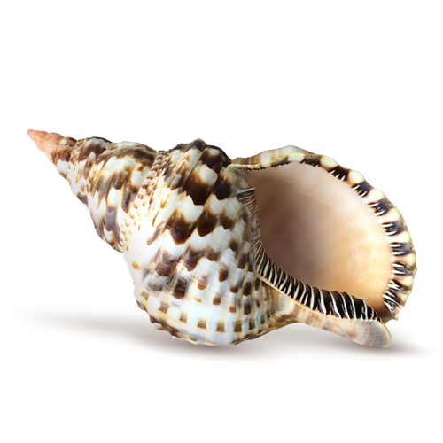 "Conch Shell Decor - Seashell Decor - 8-9"" Large Triton Sea Shell - Shells for Decoration - Large Seashells for Crafts - Magic Conch Shell Room Décor"