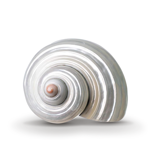 Hermit Crab Shells | Turbo Shells | Mother-of-Pearl Turbo Shell 1.75-2" | Opening Size Approx. 1"" | Hermit Crab House for Décor | Plus Free Nautical eBook by Joseph Rains