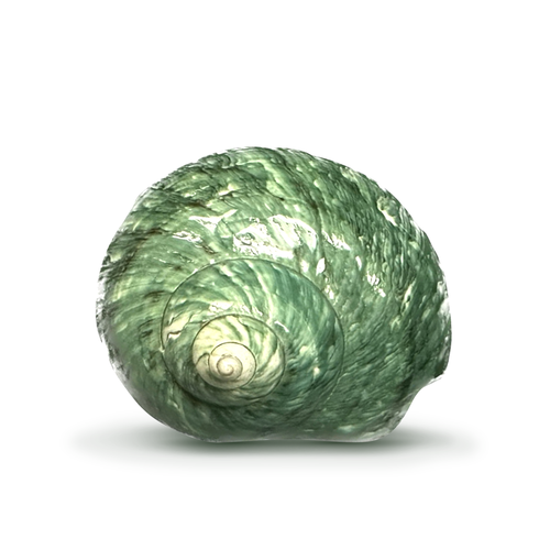 Hermit Crab Shells | Turbo Shells | Jade Green Turbo Shell 4"-4.5" | Hermit Crab House for Décor | Plus Free Nautical eBook by Joseph Rains