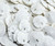 Sand dollar's zoomed in 