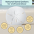 Sand Dollars 2 1/2"-3" (Set of 6)