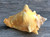  Huge Conch Shell, Bahama Pink Slit Back 8-10" 