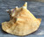  Huge Conch Shell, Bahama Pink Slit Back 8-10" 